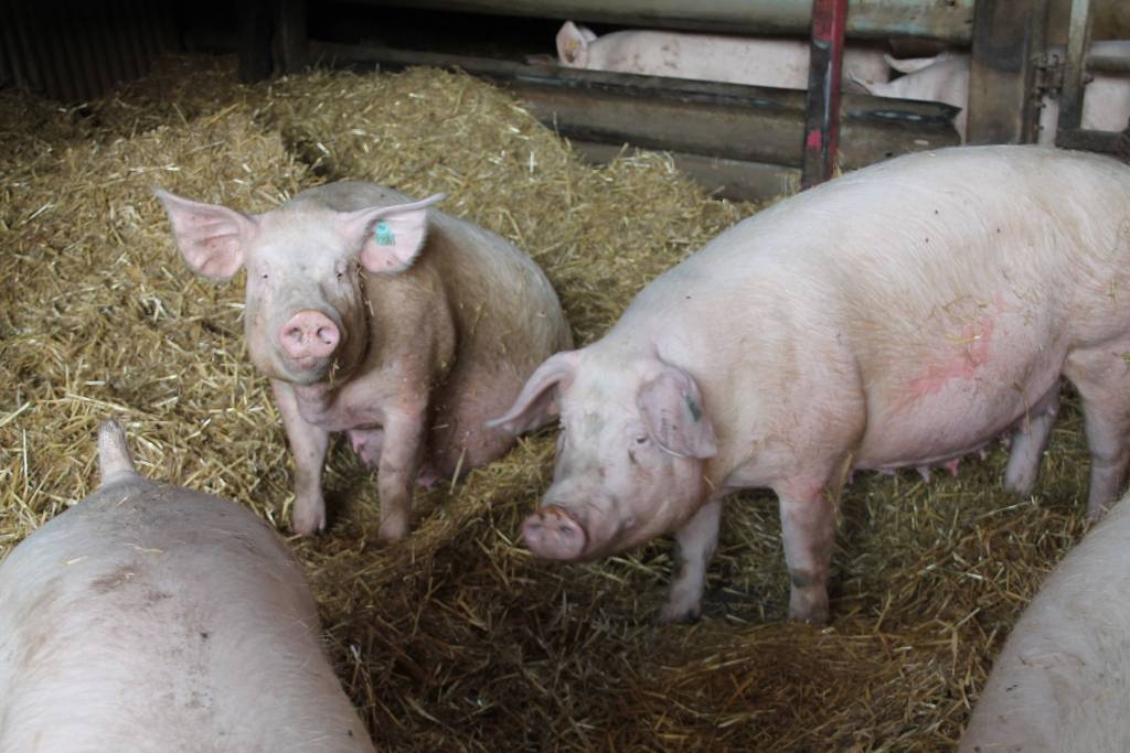 Élevage traditionnel de porcs à Baons-le-Comte