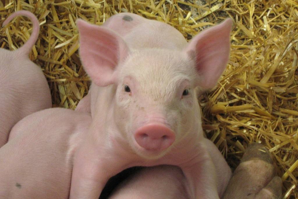 Porcs élevés sur paille à la ferme du Porc Pailloux