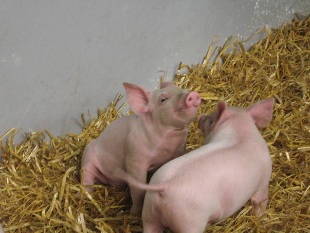 Porcs de l'exploitation